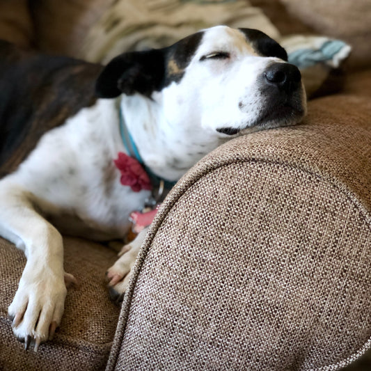 Stain Removal: Tackling Common Upholstery Stains